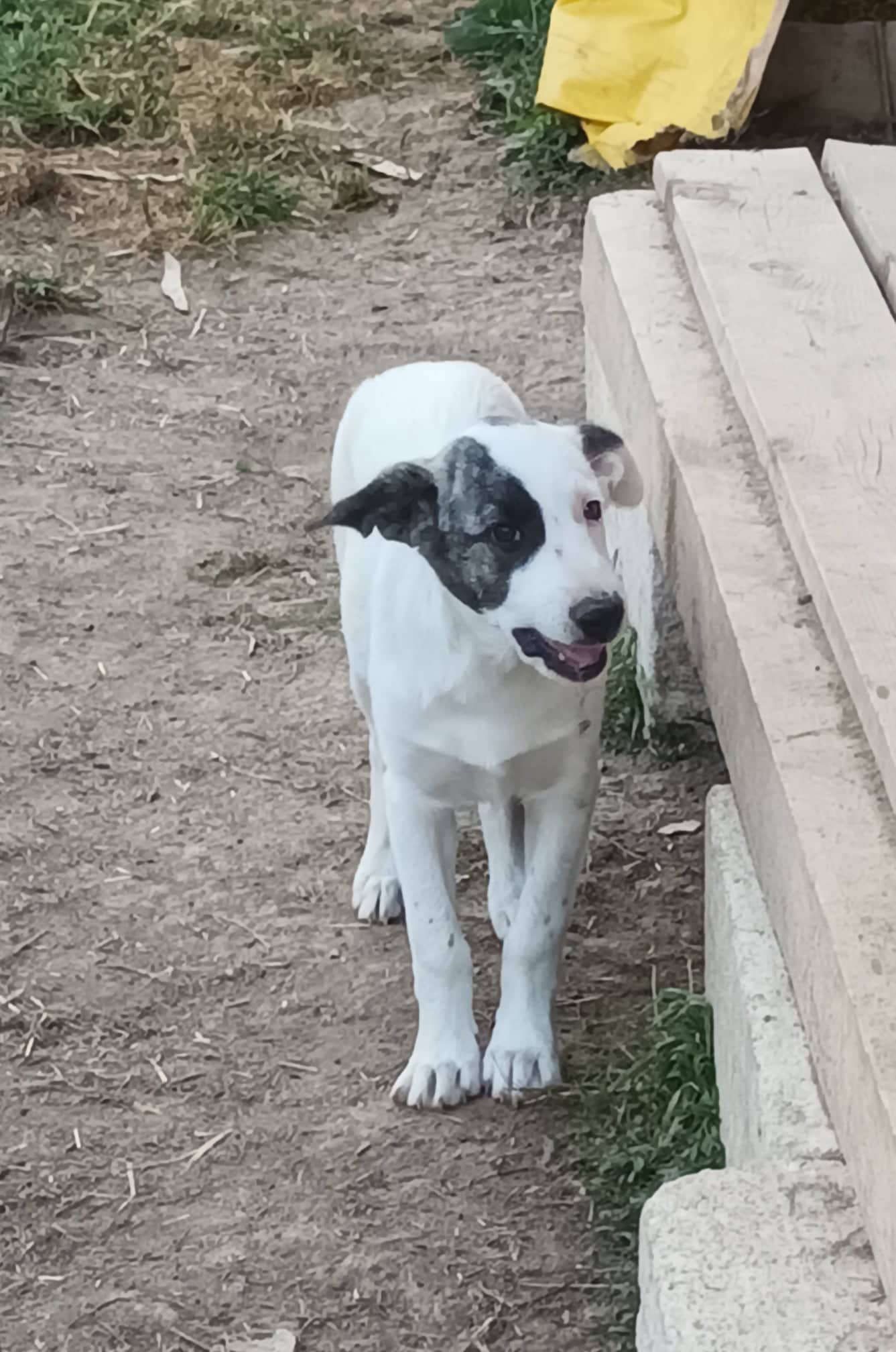 Ursu - Hundevermittlung und Adoption aus Rumänien