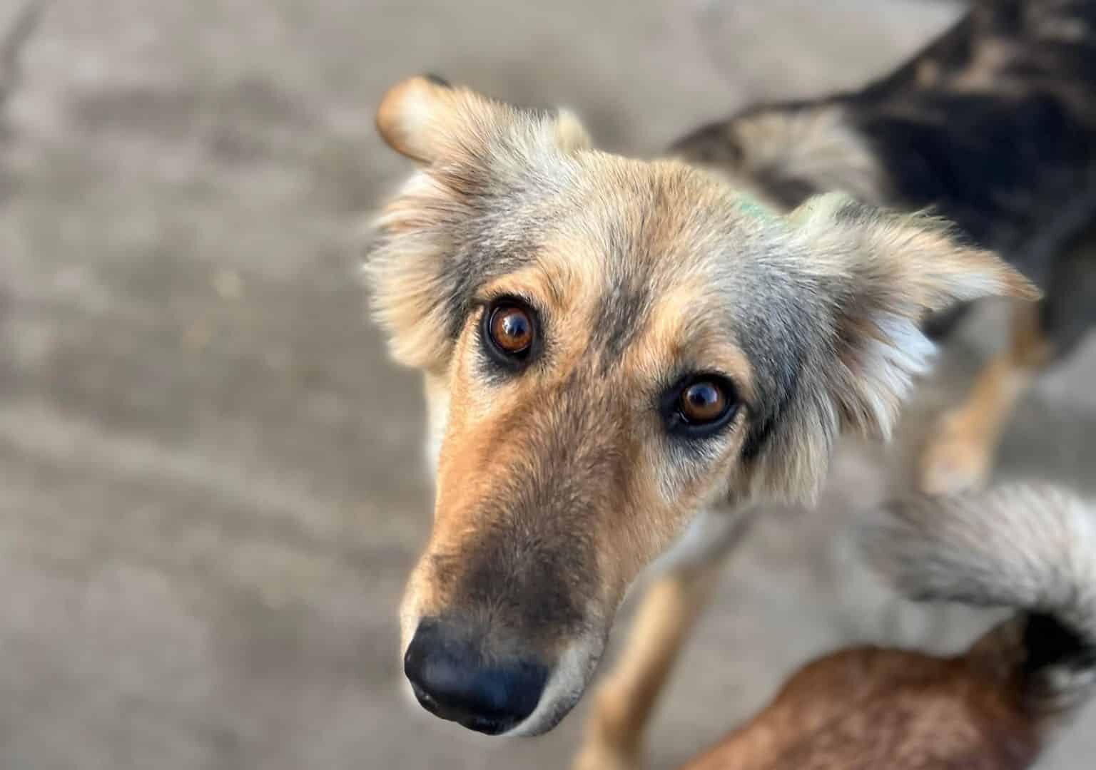 Vedika - Hundevermittlung und Adoption aus Rumänien