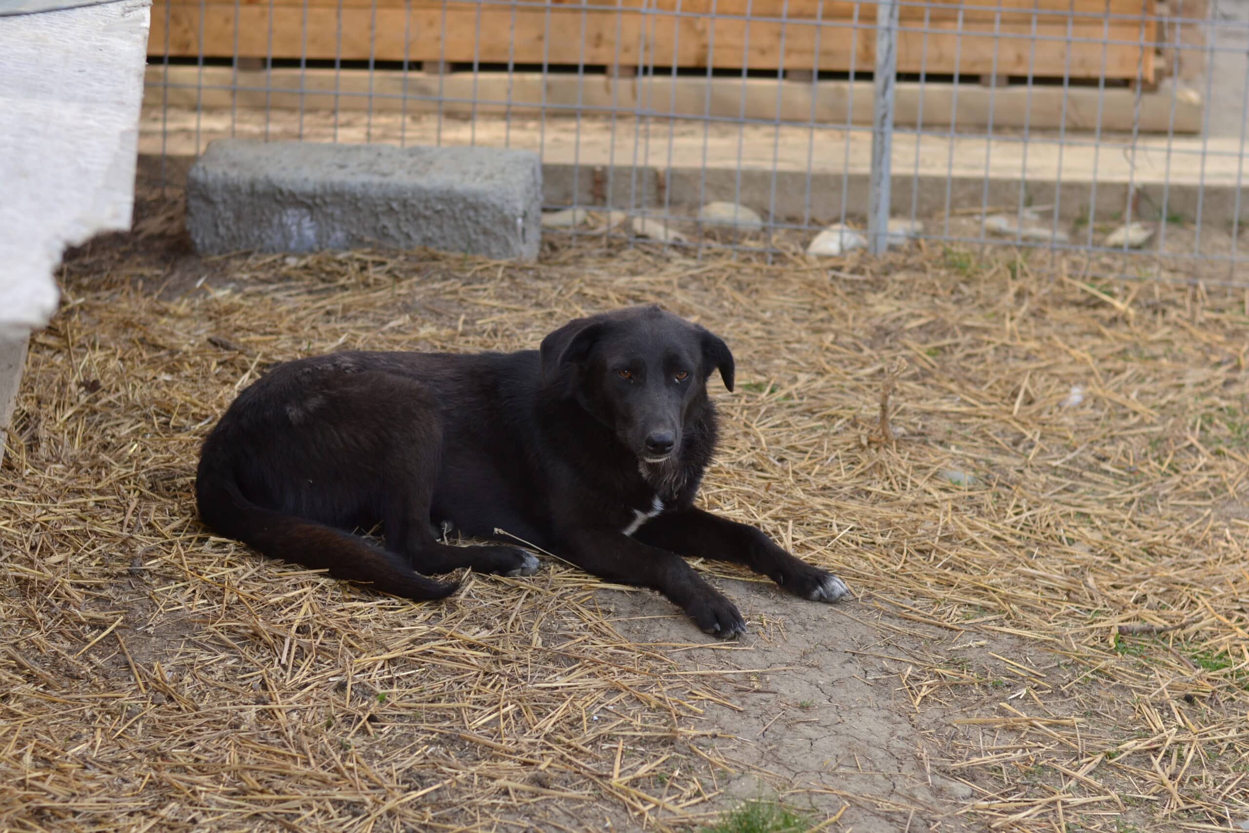 Pandora - Hundevermittlung und Adoption aus Rumänien