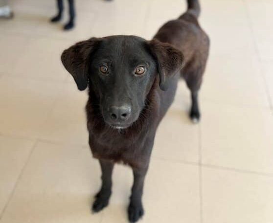Frederik - Hundevermittlung und Adoption aus Rumänien