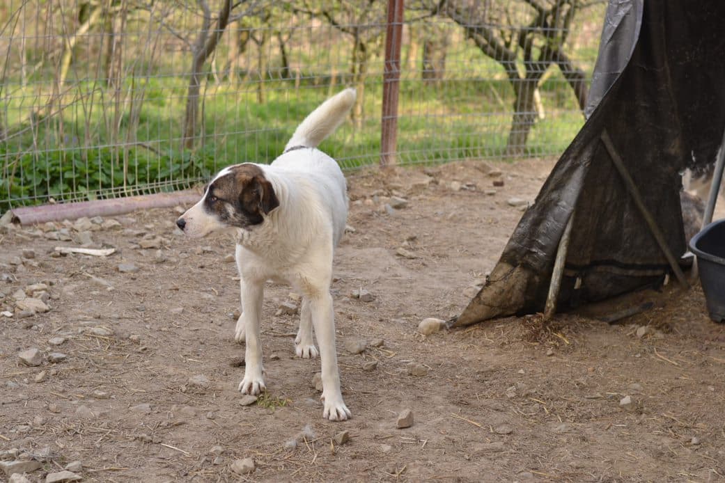 Renata - Hundevermittlung und Adoption aus Rumänien