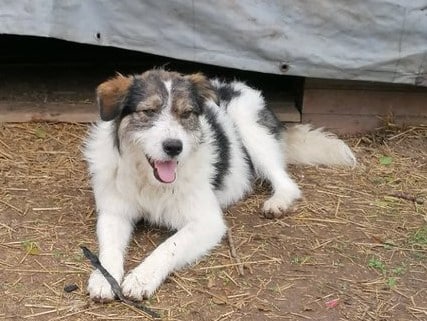Roger - Hundevermittlung und Adoption aus Rumänien
