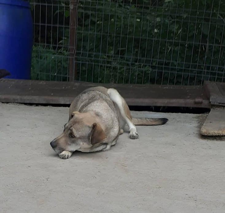 Rowena - Hundevermittlung und Adoption aus Rumänien