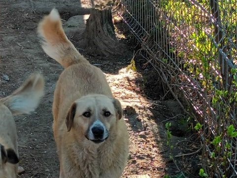 Sandu - Hundevermittlung und Adoption aus Rumänien