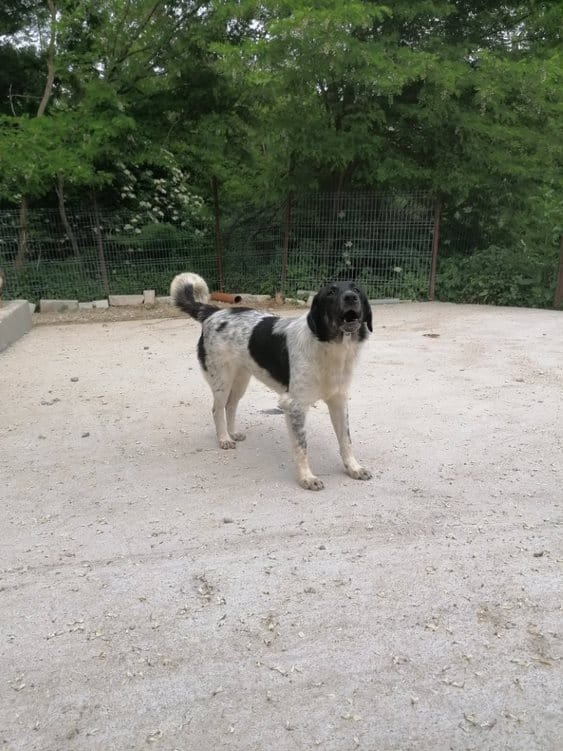 Simba - Hundevermittlung und Adoption aus Rumänien