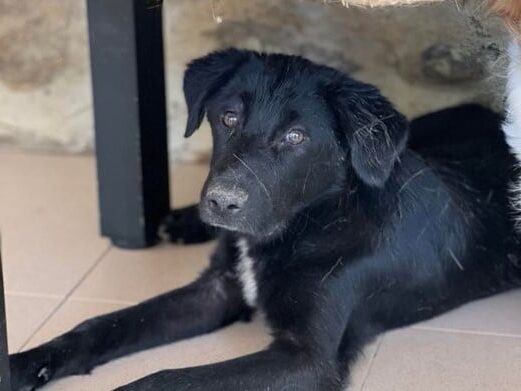 Teddy - Hundevermittlung und Adoption aus Rumänien