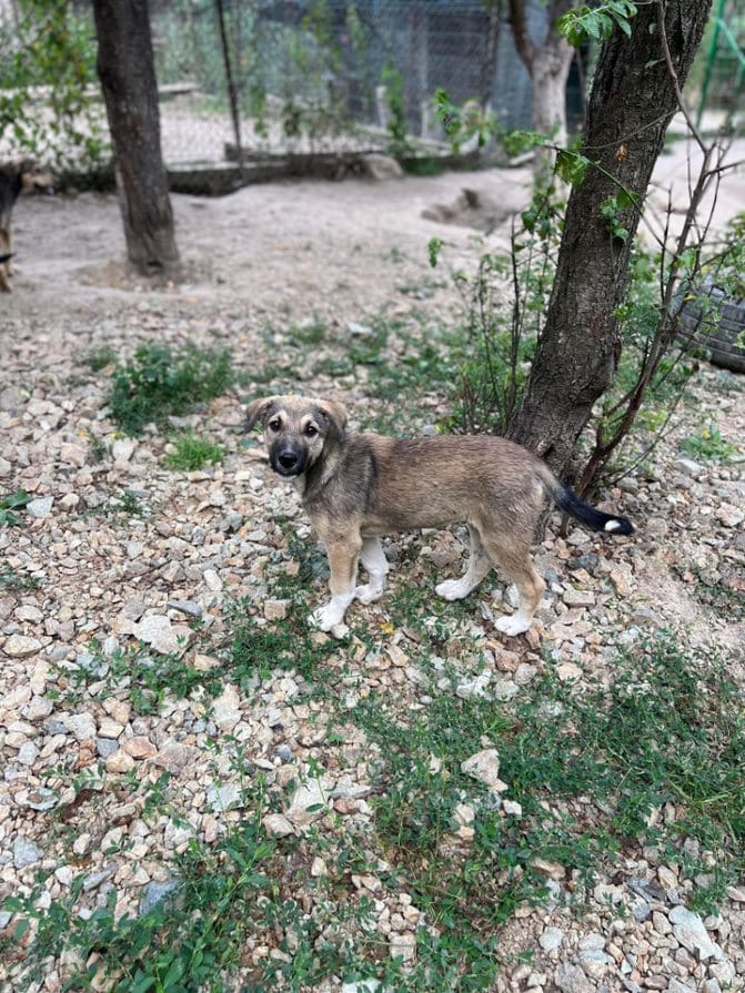 Vroni - Hundevermittlung und Adoption aus Rumänien