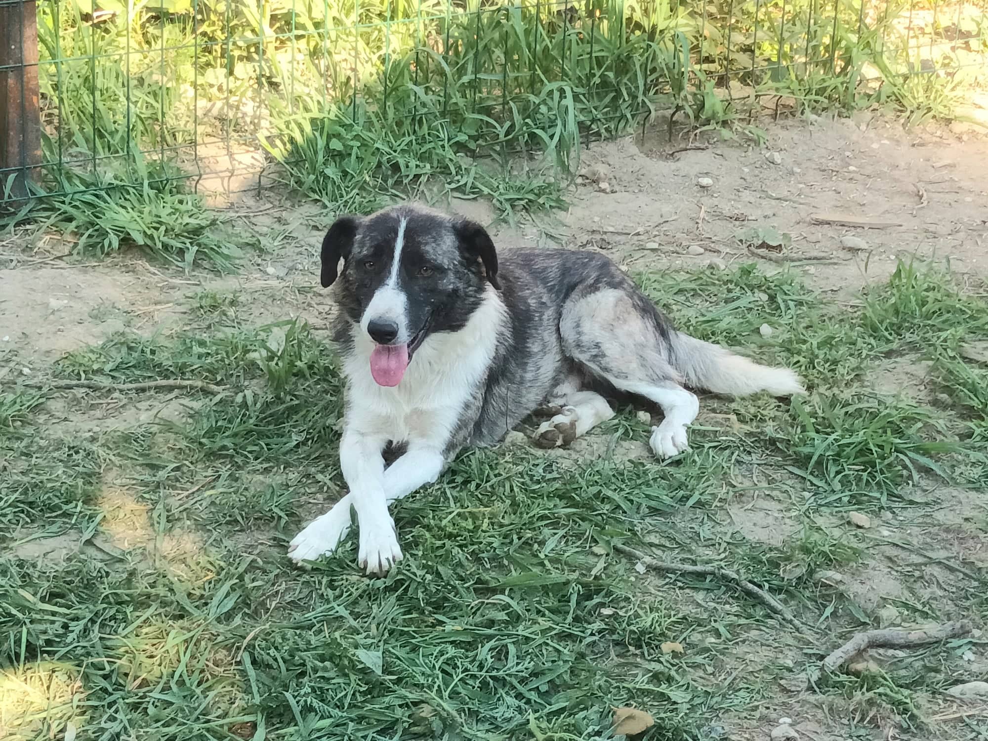 Nils - Hundevermittlung und Adoption aus Rumänien