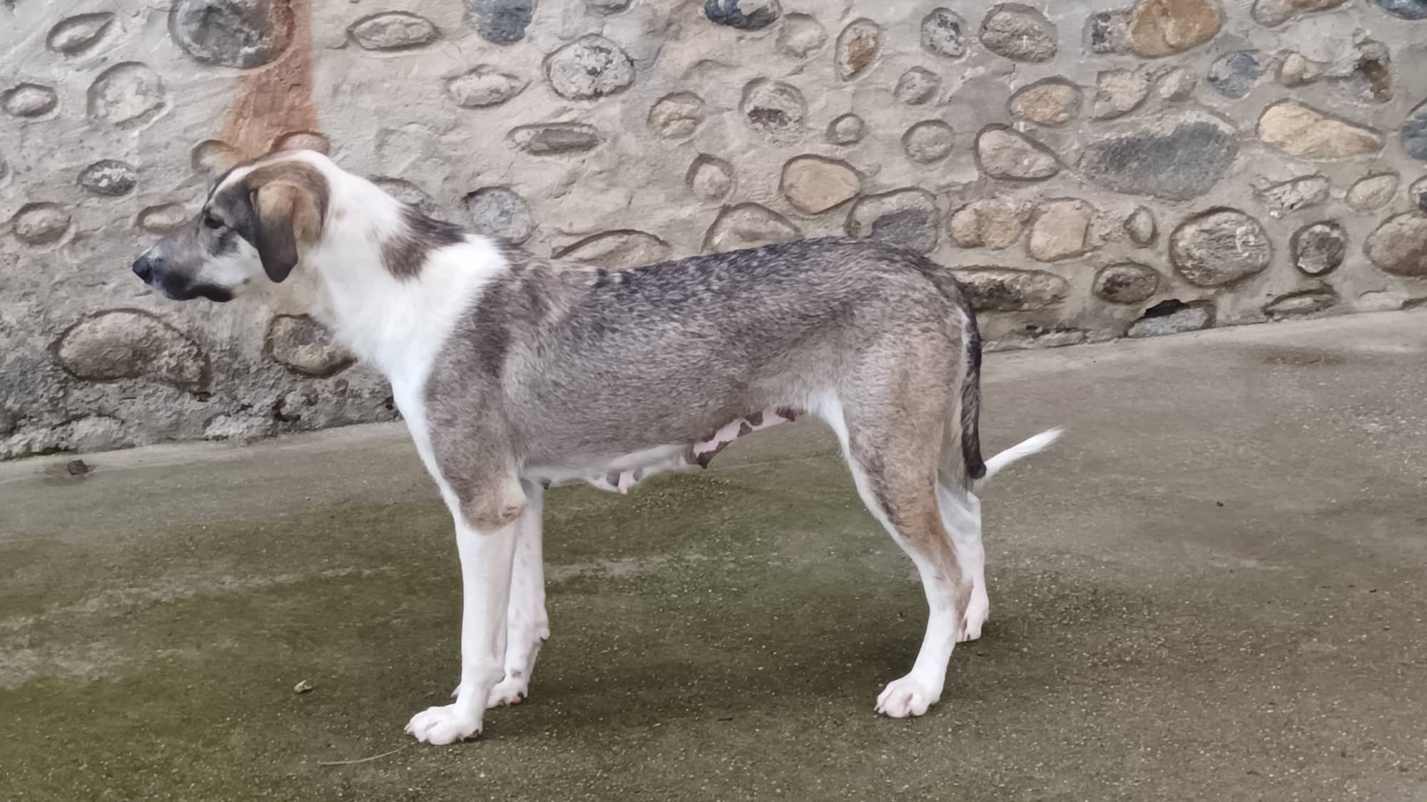 Sofia - Hundevermittlung und Adoption aus Rumänien