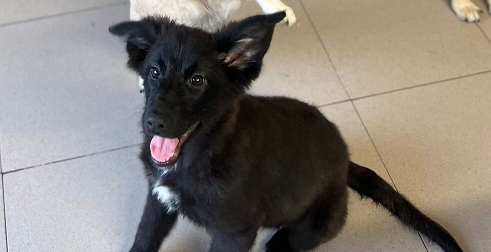 Wanda - Hundevermittlung und Adoption aus Rumänien