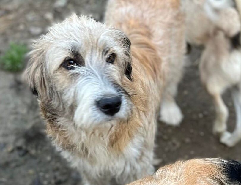 Blanca - Hundevermittlung und Adoption aus Rumänien