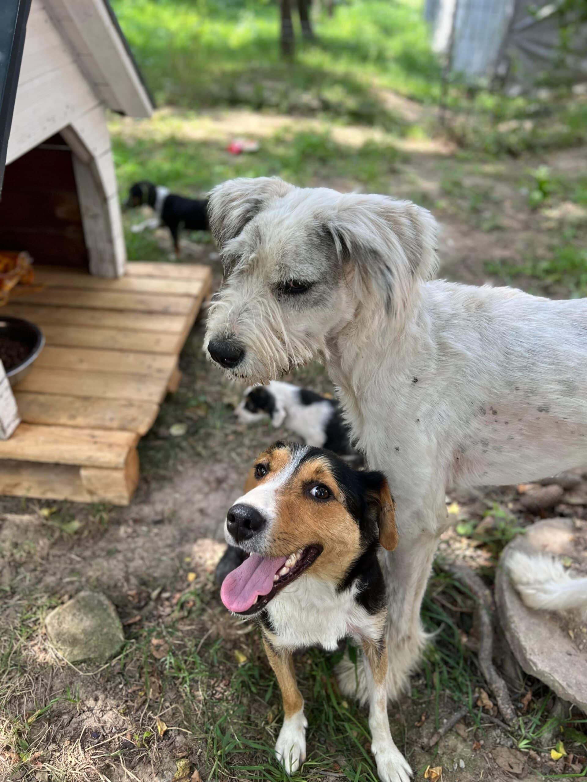 Flocea - Hundevermittlung und Adoption aus Rumänien