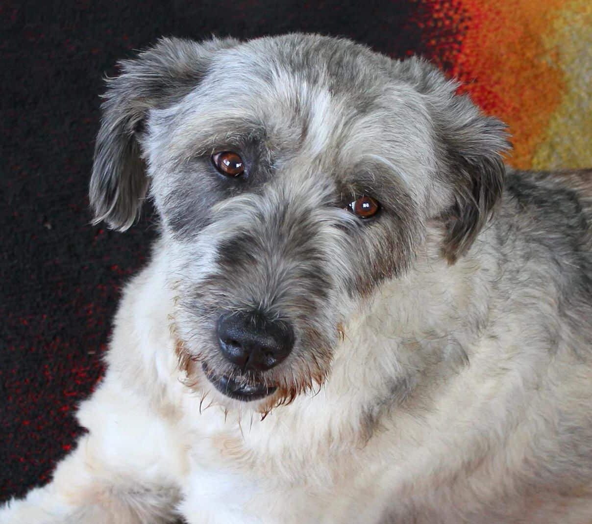 Colleen - Hundevermittlung und Adoption aus Rumänien