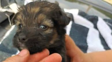 Funny - Hundevermittlung und Adoption aus Rumänien