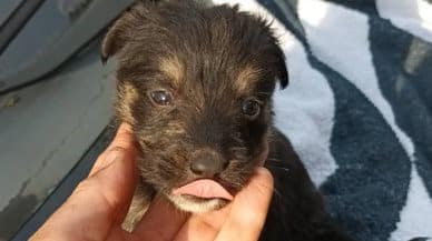 Fly - Hundevermittlung und Adoption aus Rumänien