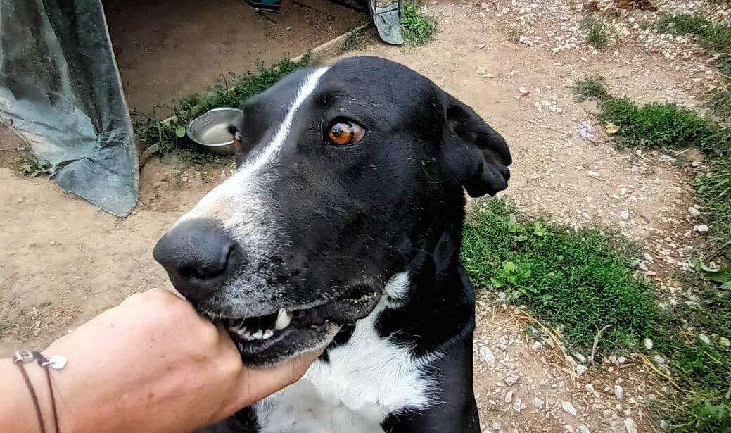 Fabio - Hundevermittlung und Adoption aus Rumänien