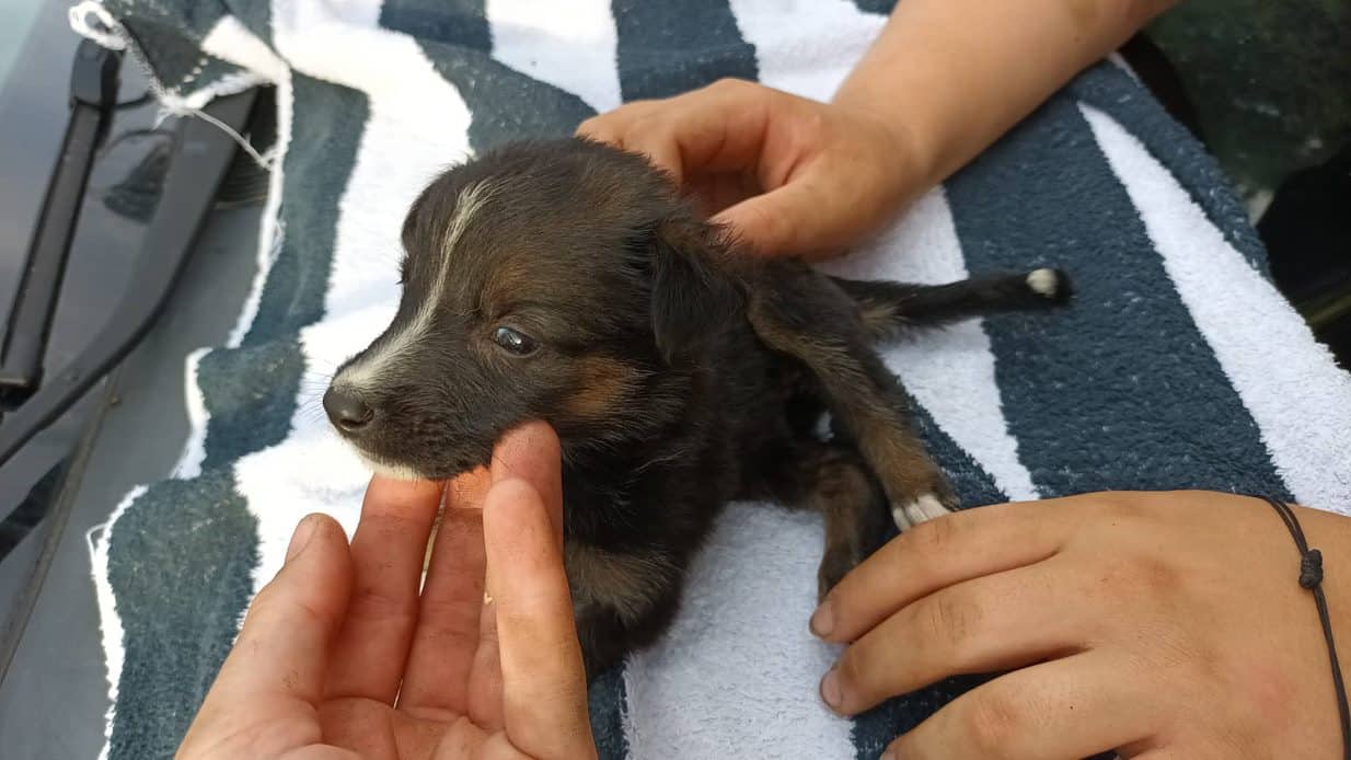 Fidelia - Hundevermittlung und Adoption aus Rumänien