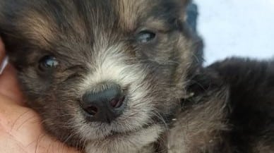 Filine - Hundevermittlung und Adoption aus Rumänien