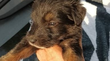 Finchen - Hundevermittlung und Adoption aus Rumänien