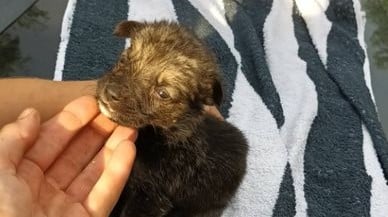 Frodo - Hundevermittlung und Adoption aus Rumänien
