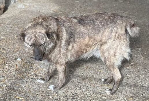 Ivy - Hundevermittlung und Adoption aus Rumänien