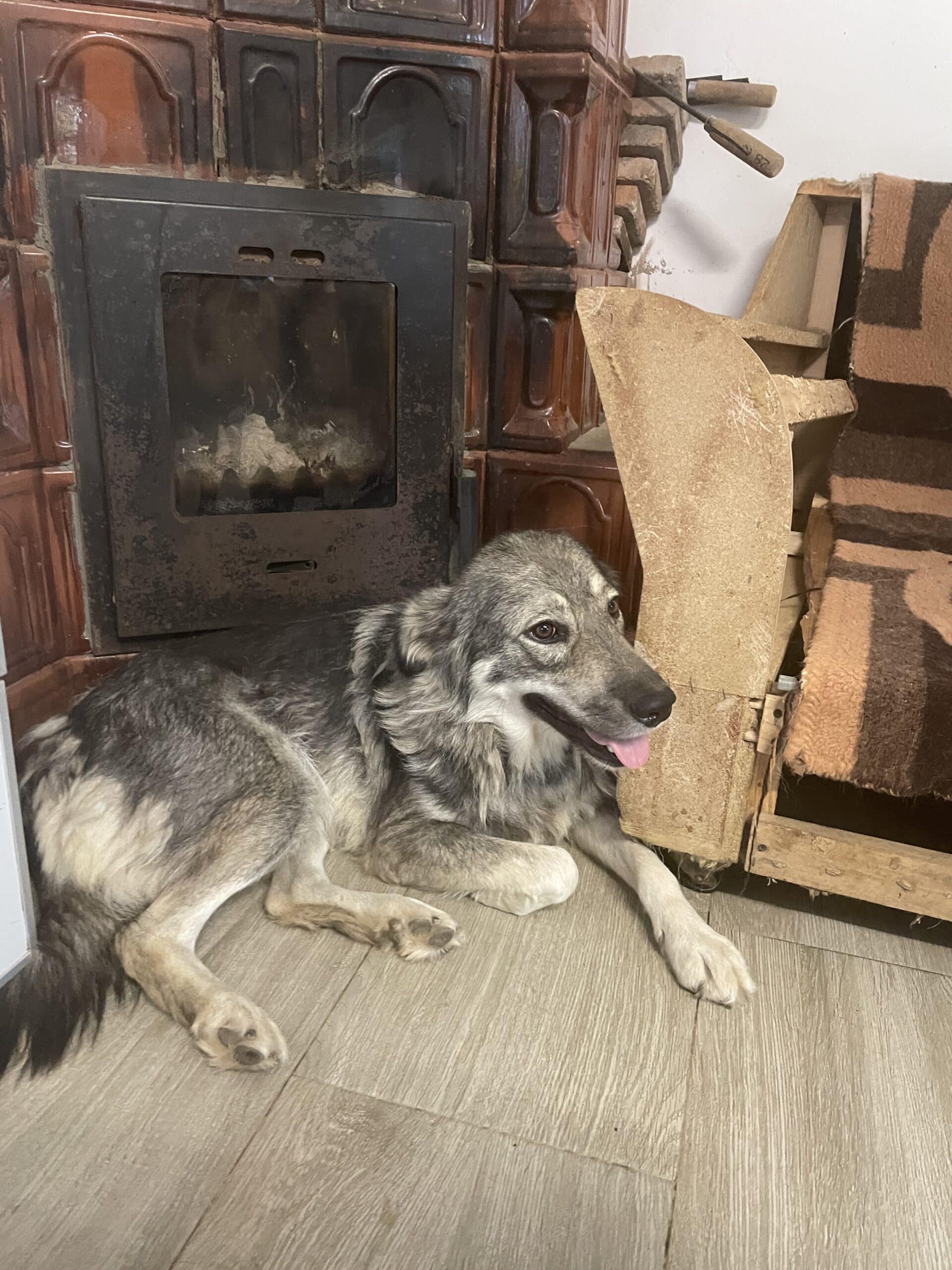 Lucia - Hundevermittlung und Adoption aus Rumänien