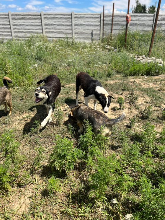 Marla - Hundevermittlung und Adoption aus Rumänien