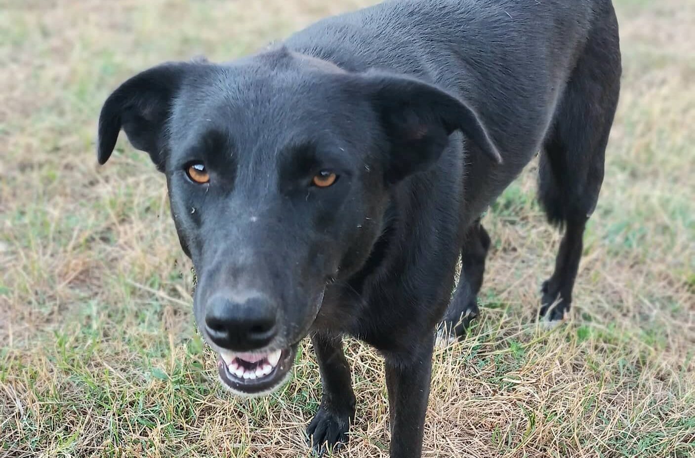 Pandora - Hundevermittlung und Adoption aus Rumänien