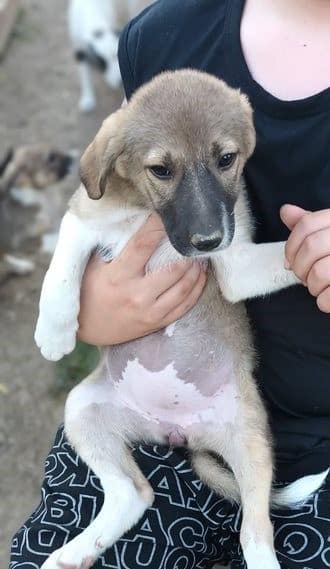 Pearl - Hundevermittlung und Adoption aus Rumänien