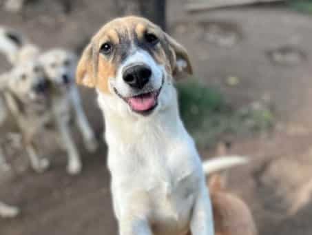 Pebbles - Hundevermittlung und Adoption aus Rumänien