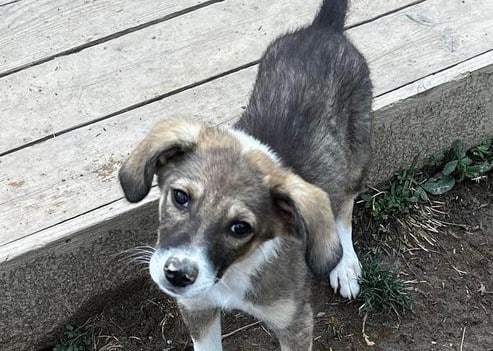 Pepe - Hundevermittlung und Adoption aus Rumänien