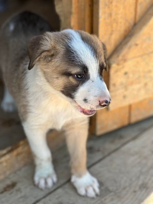 Phoenix - Hundevermittlung und Adoption aus Rumänien