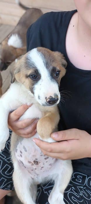 Phoenix - Hundevermittlung und Adoption aus Rumänien