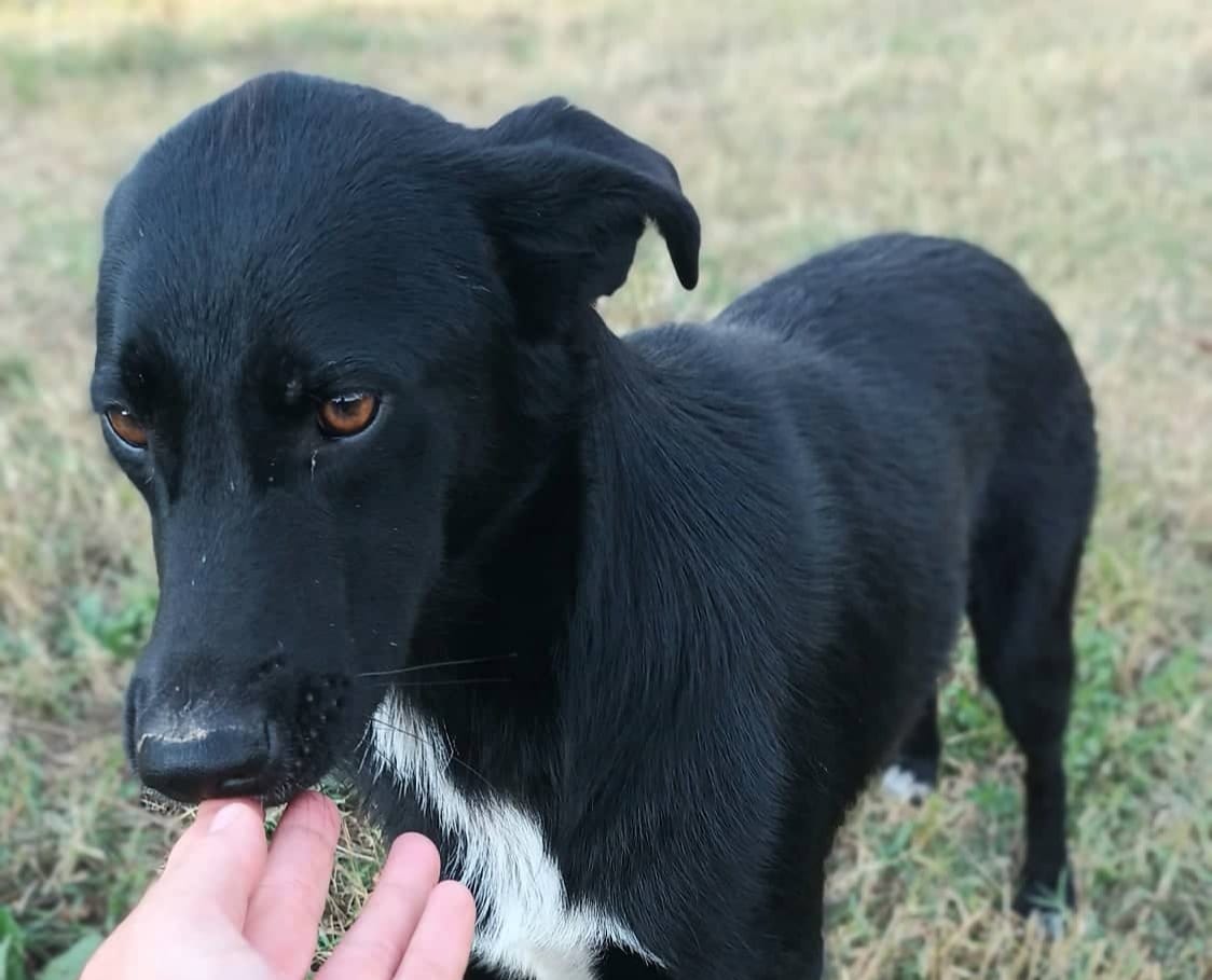 Prisca - Hundevermittlung und Adoption aus Rumänien