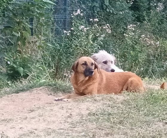 Quantana - Hundevermittlung und Adoption aus Rumänien