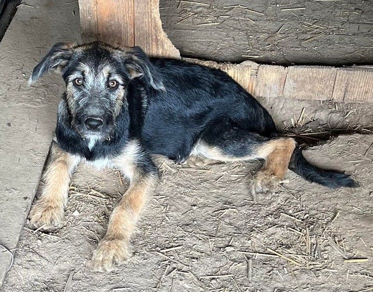 Quinn - Hundevermittlung und Adoption aus Rumänien