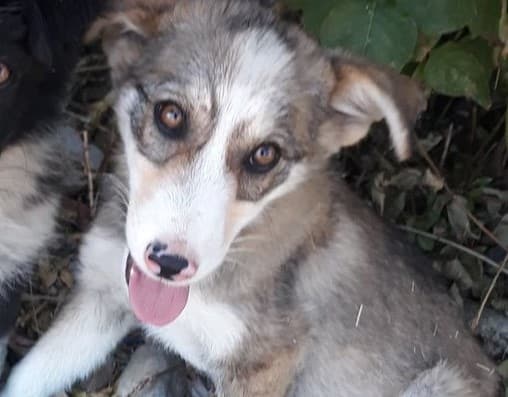 Ramona - Hundevermittlung und Adoption aus Rumänien