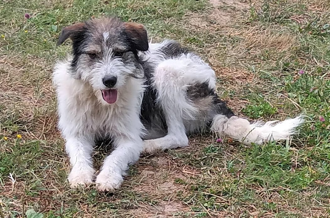 Roger - Hundevermittlung und Adoption aus Rumänien