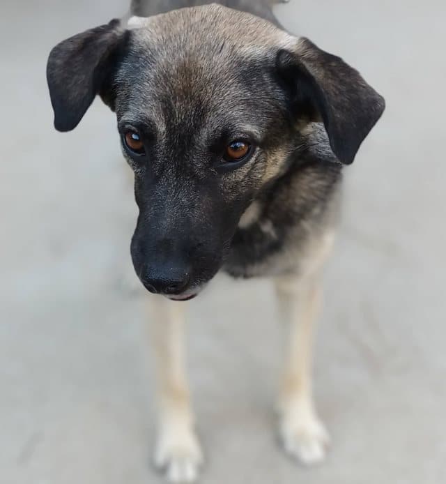 Rosalee - Hundevermittlung und Adoption aus Rumänien