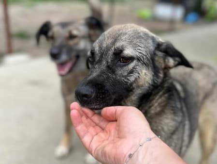 Rosalee - Hundevermittlung und Adoption aus Rumänien