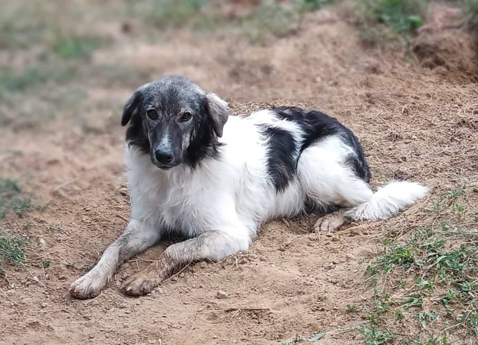 Tacoma - Hundevermittlung und Adoption aus Rumänien