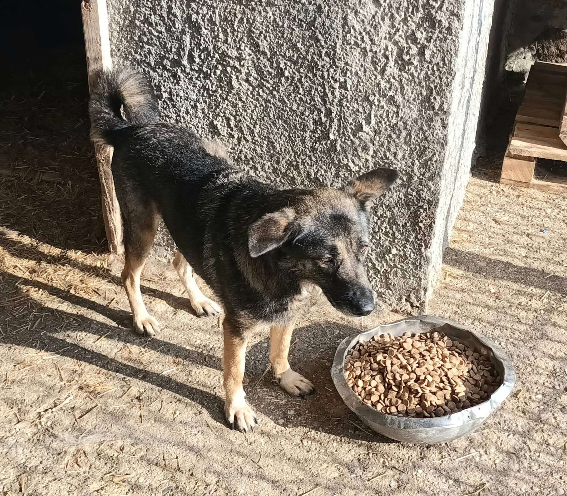 Tilda - Hundevermittlung und Adoption aus Rumänien