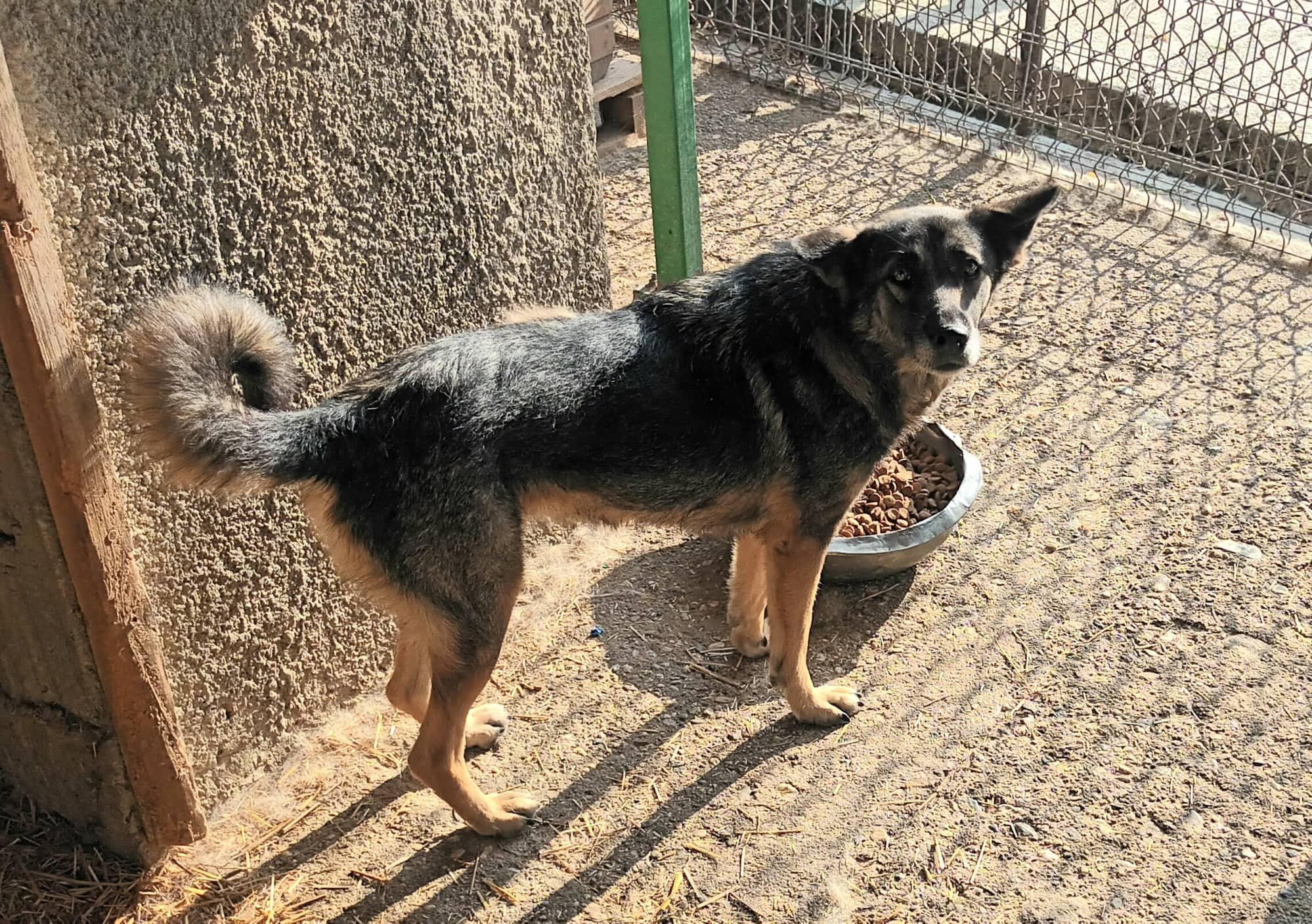Tilda - Hundevermittlung und Adoption aus Rumänien