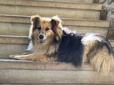 Tracy - Hundevermittlung und Adoption aus Rumänien