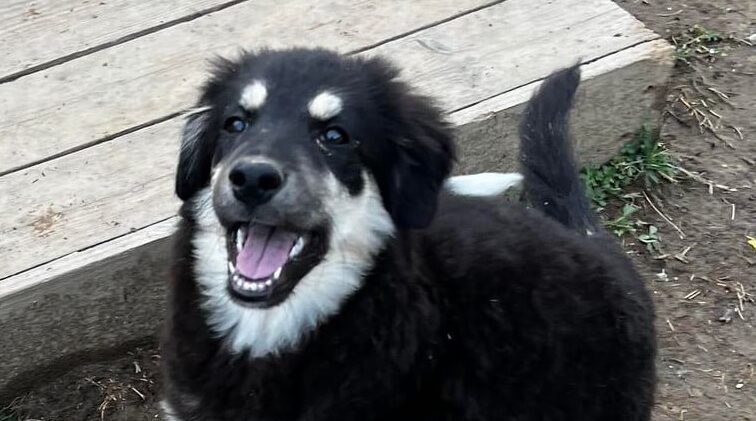Unity - Hundevermittlung und Adoption aus Rumänien