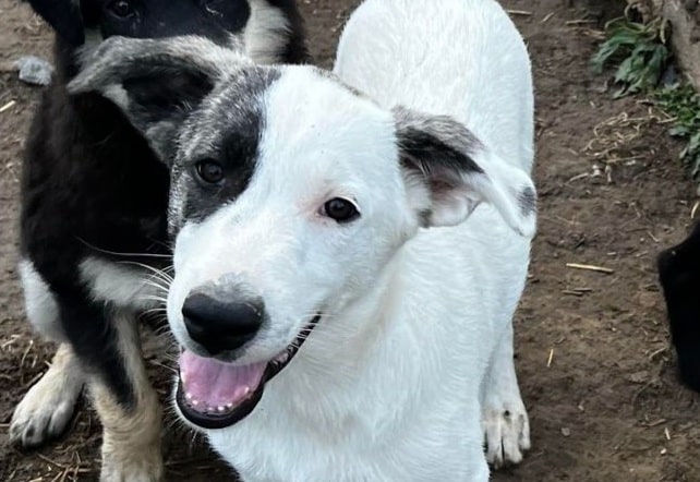 Urmel - Hundevermittlung und Adoption aus Rumänien