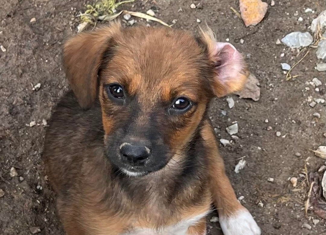 Zac - Hundevermittlung und Adoption aus Rumänien