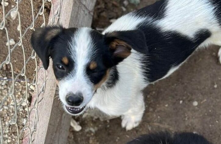 Zilli - Hundevermittlung und Adoption aus Rumänien