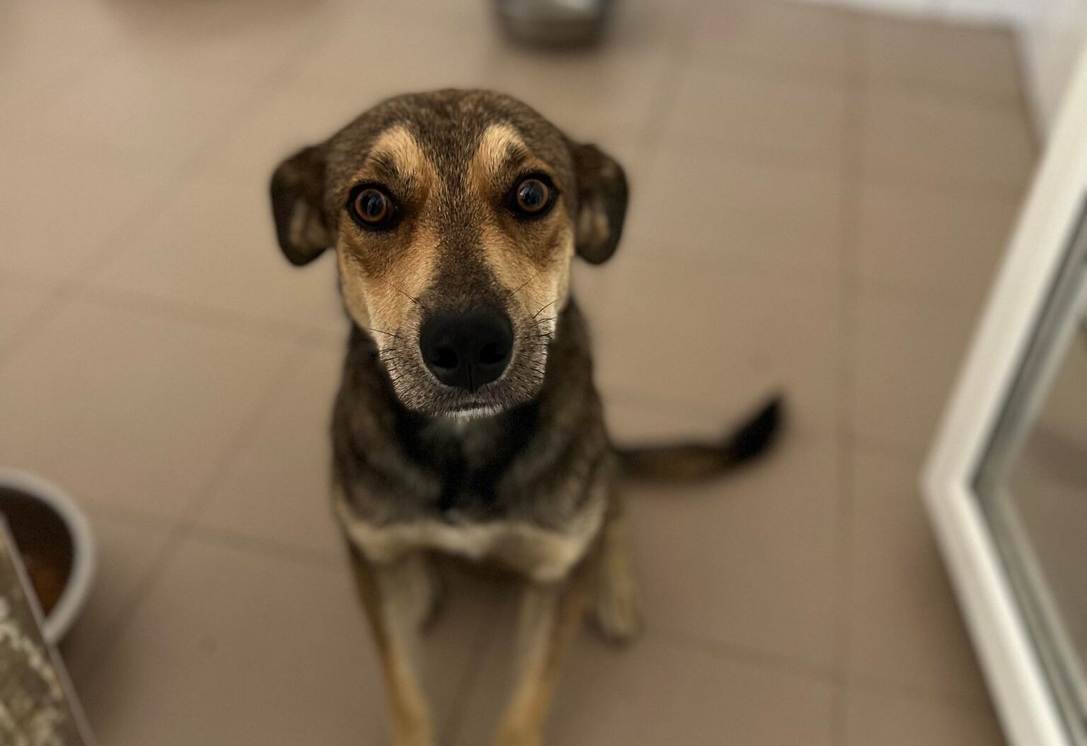 Wajano - Hundevermittlung und Adoption aus Rumänien