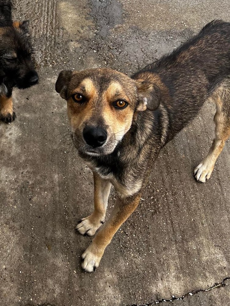 Wajano - Hundevermittlung und Adoption aus Rumänien